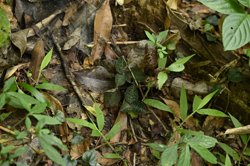 Image of Anoectochilus formosanus by (c) 曾昱承 Yu-Cheng Zeng, some rights reserved (CC BY)