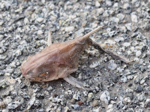 Siluriformes