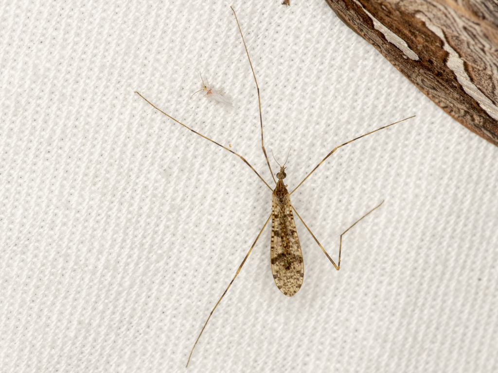 Epiphragma hardyi