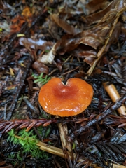 Lactarius luculentus