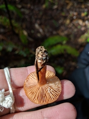 Lactarius luculentus