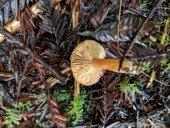 Lactarius luculentus