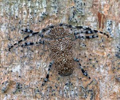 Coptops leucostictica