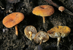 Lactocollybia aurantiaca image