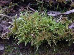 Hypnum cupressiforme