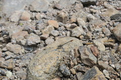 Paragomphus sinaiticus