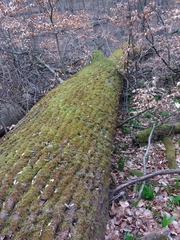 Hypnum cupressiforme