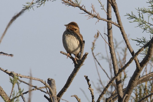 Escribano pigmeo (Emberiza pusilla)