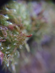 Hypnum cupressiforme