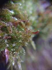 Hypnum cupressiforme