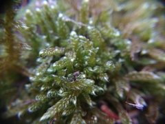 Hypnum cupressiforme