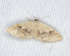 Idaea halmaea