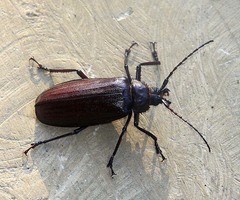 Dysiatus melas