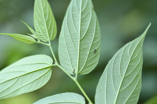 Image of Trema cannabina by (c) 曾昱承 Yu-Cheng Zeng, some rights reserved (CC BY)