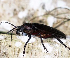 Dysiatus melas