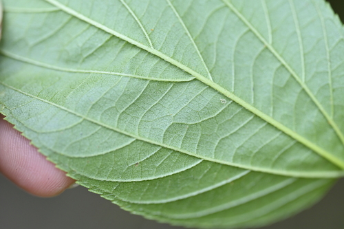 Image of Trema cannabina by (c) 曾昱承 Yu-Cheng Zeng, some rights reserved (CC BY)