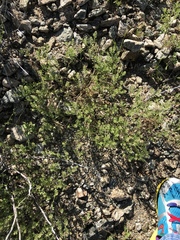 Lepidium lasiocarpum