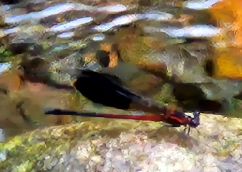 Formosan Damselfly photo 5