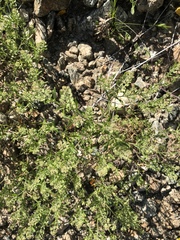 Lepidium lasiocarpum