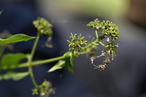 Image of Oldenlandia hedyotidea by (c) 曾昱承 Yu-Cheng Zeng, some rights reserved (CC BY)