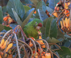 Psittacara finschi