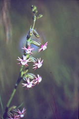 Silene scouleri pringlei