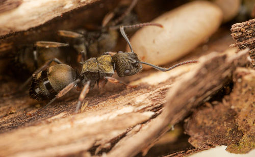 Polyrhachis wilsoniPolyrhachis wilsoni