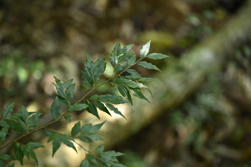 Camellia euryoides, photograph 2