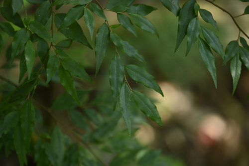 Camellia euryoides