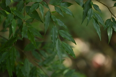 Camellia euryoides