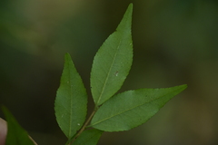 Camellia euryoides, photograph (c) 曾昱承 Yu-Cheng Zeng, some rights reserved (CC BY)