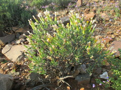 Othonna lasiocarpa