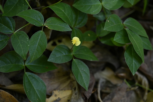 Sarawak bean (Vigna hosei)