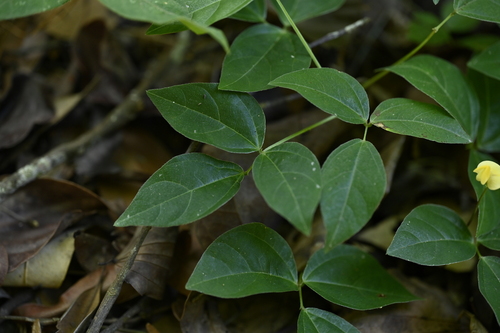 Image of Vigna hosei by (c) 曾昱承 Yu-Cheng Zeng, some rights reserved (CC BY)