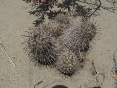 Mammillaria hutchisoniana louisae