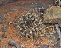 Eriosyce villosa
