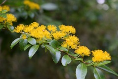 Azara lanceolata