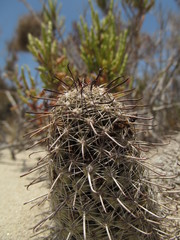 Mammillaria hutchisoniana louisae