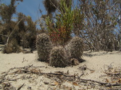 Mammillaria hutchisoniana louisae