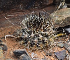 Eriosyce villosa