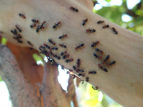Mediterranean Acrobat Ant photo 4