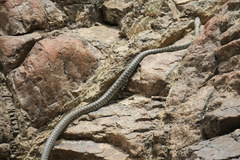 Platyceps rhodorachis