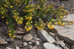 Berberis empetrifolia