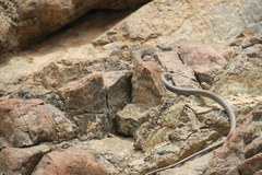 Platyceps rhodorachis