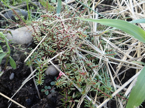 Rotala mexicana iNat (1)