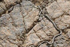 Platyceps rhodorachis