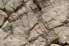 Platyceps rhodorachis