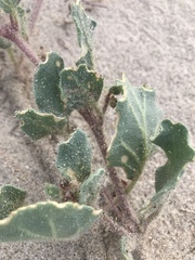 Abronia villosa