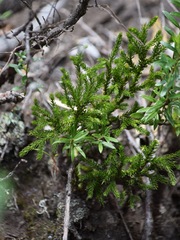 Austrolycopodium magellanicum