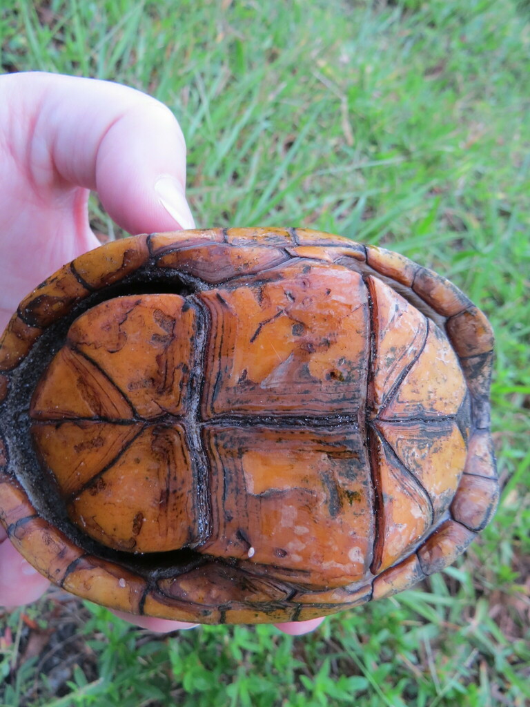 Florida Mud Turtle in October 2023 by marylusk · iNaturalist